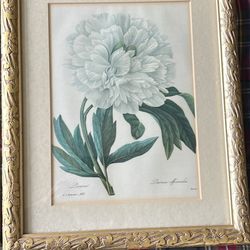 Framed White Peony Botanical Print Gold Ornate Frame