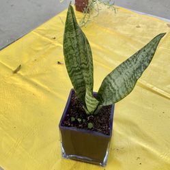 Snake Plant In The Purple Class Vase