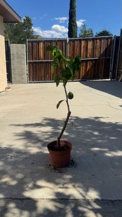 Lemon tree 2 feet tall