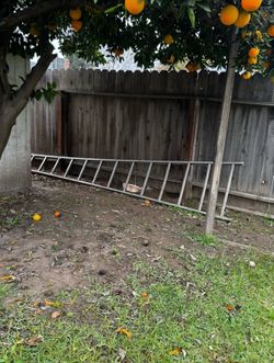 Tree Ladder