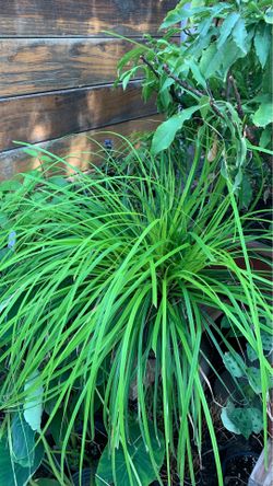 Grass plant in 1 gallon pot. Only 1 available