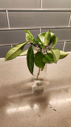 Hoya carnosa