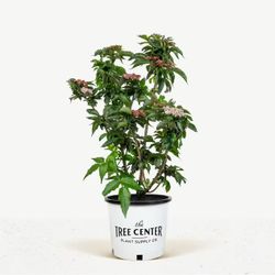 Black Tower Elderberry 