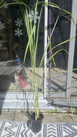 Edible Plants, Grow Your Own Food