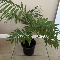 Live Pet Friendly Neanthe Bella Palm 🪴