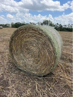 Hay