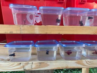 Betta fish crowns