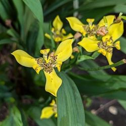 Trimezia Flower Plant 🌼