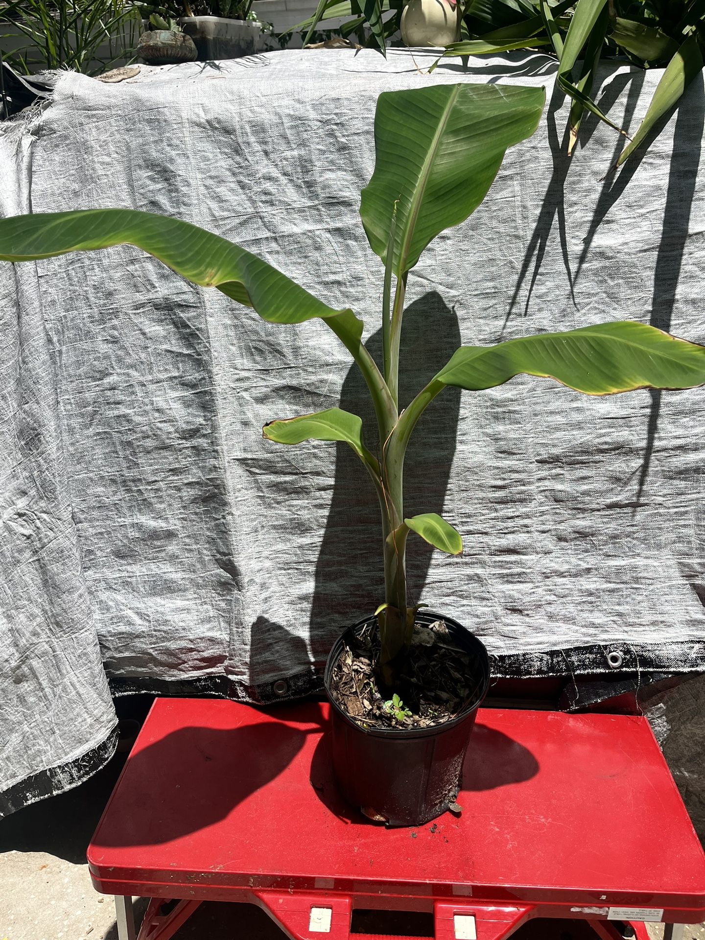 Banana Plant