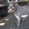 Burro