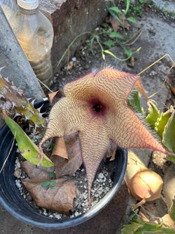 Plants STAPELIA