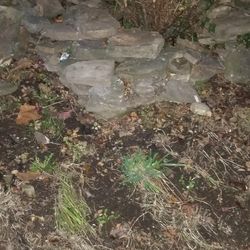 Rocks (Need Gone ASAP)