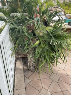 Exotic Plants