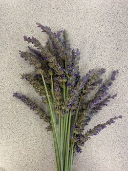 Fresh bundle of lavender