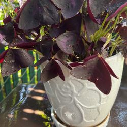 Oxalis 