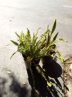Lengua de suegra