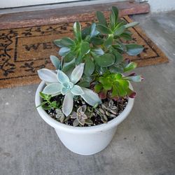 Succulents 
