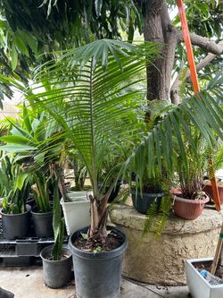Majestic Palm tree
