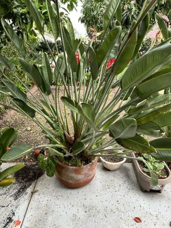 Strelitzia Bird of Paradise