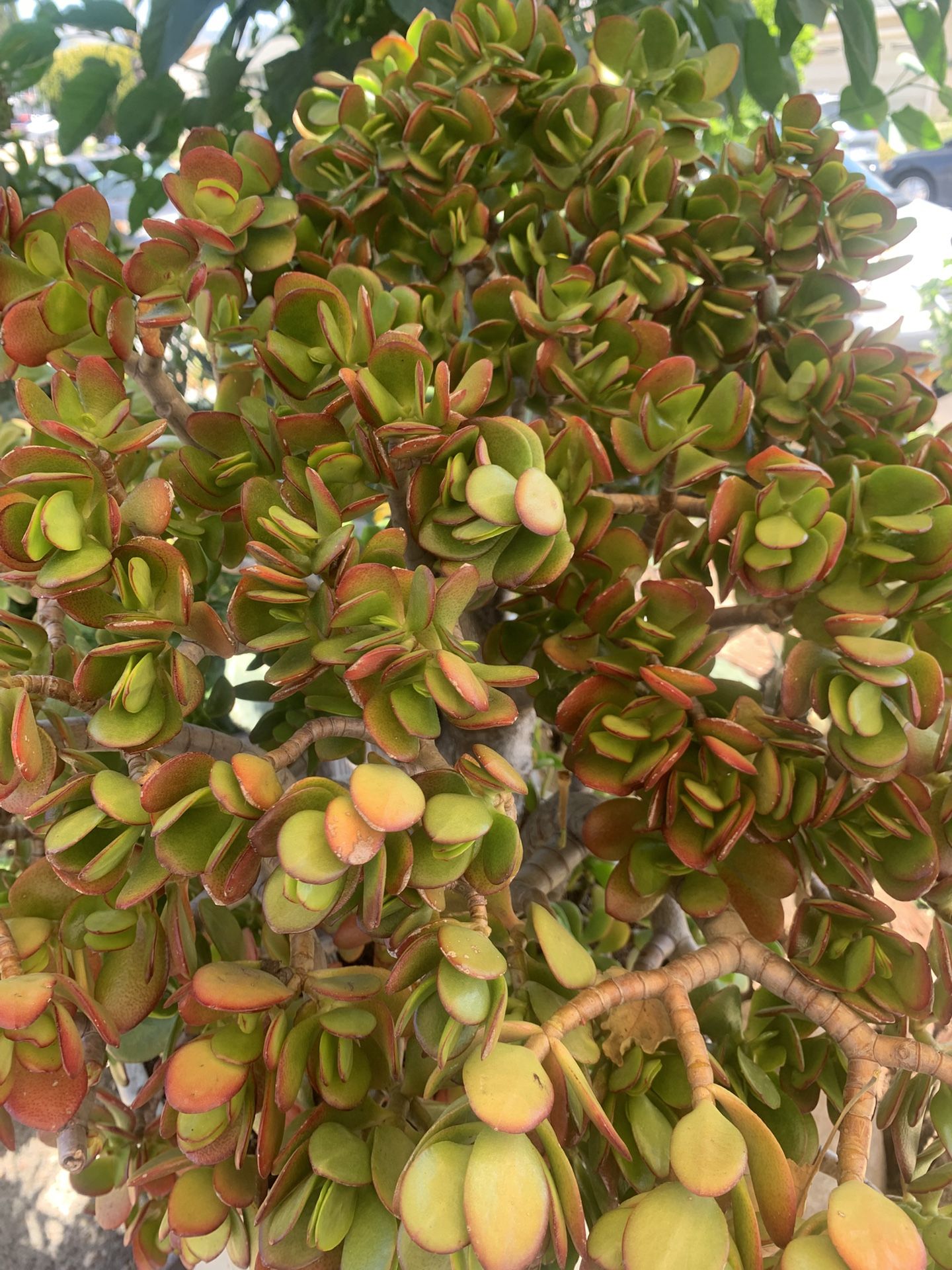 Beautiful Big Jade Plant.,All Products : American Fashion Style Bags On Sale