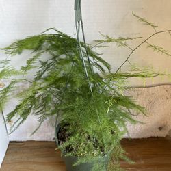 HERMOSAS PLANTAS NATURALES “PLUMOSA FERN PLANT 