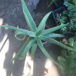 Aloe Vera Plants