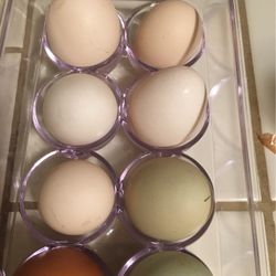 Fertilized Organic Free Range Eggs