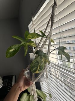 Philodendron Florida Beauty Variegata 🌿✨