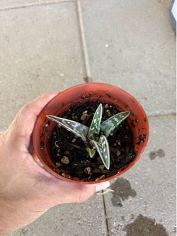 Tiger aloe plant 4” roots well
