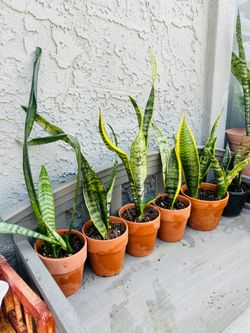 Plants for sale 10 each