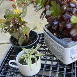 Total Of 3 Difference Kind Of Plants 