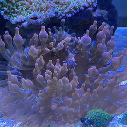 Fish Tank Decoration 