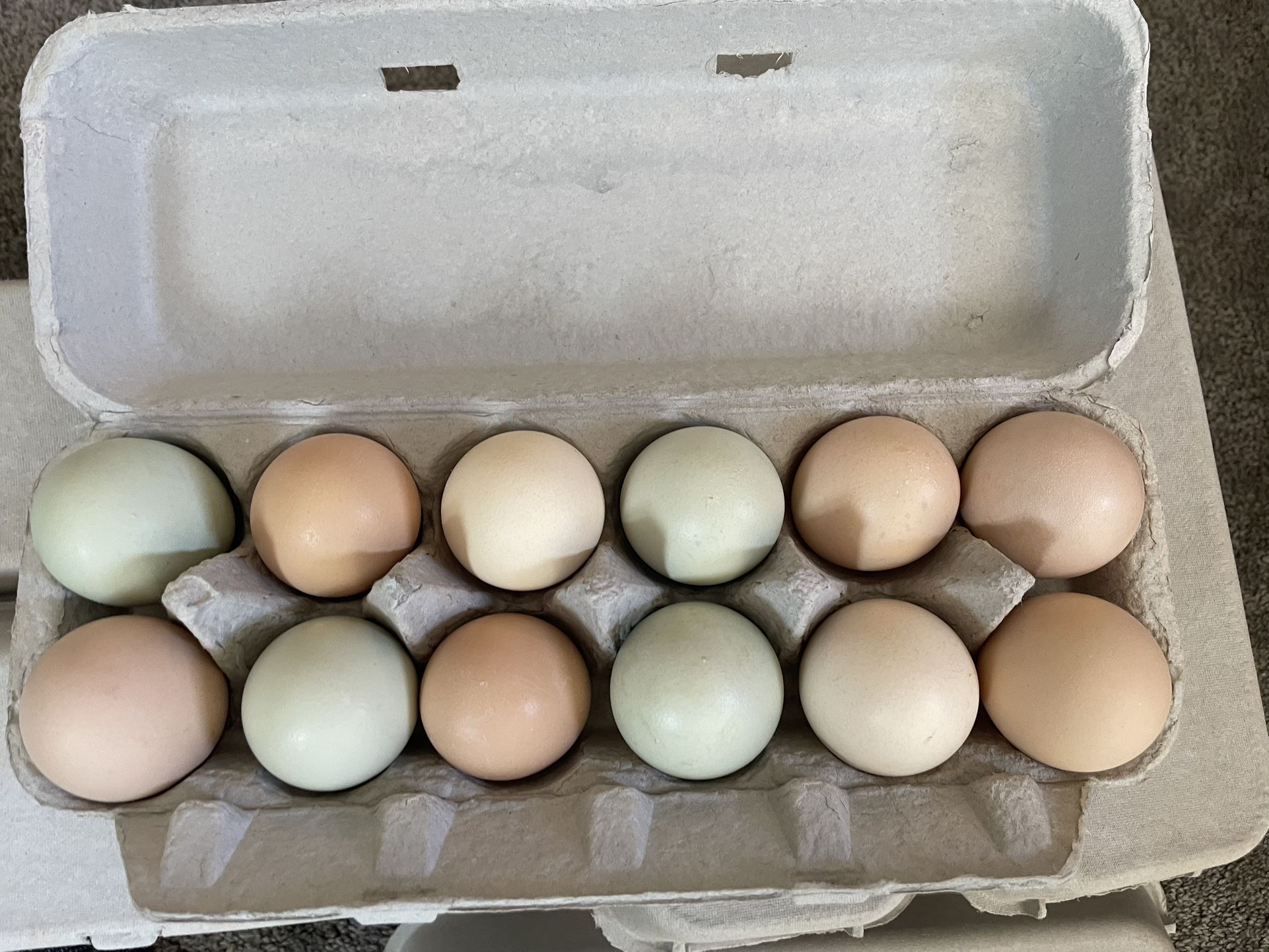 Fresh Eggs