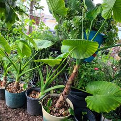 Elephant Ears Plants