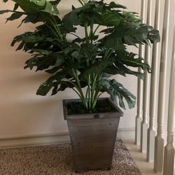 Indoor Decoration Plant