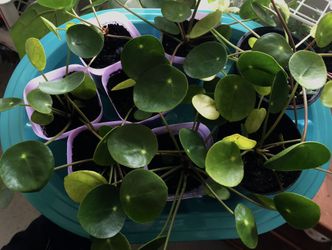 Pilea plants