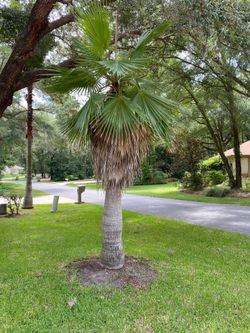 Free Palm