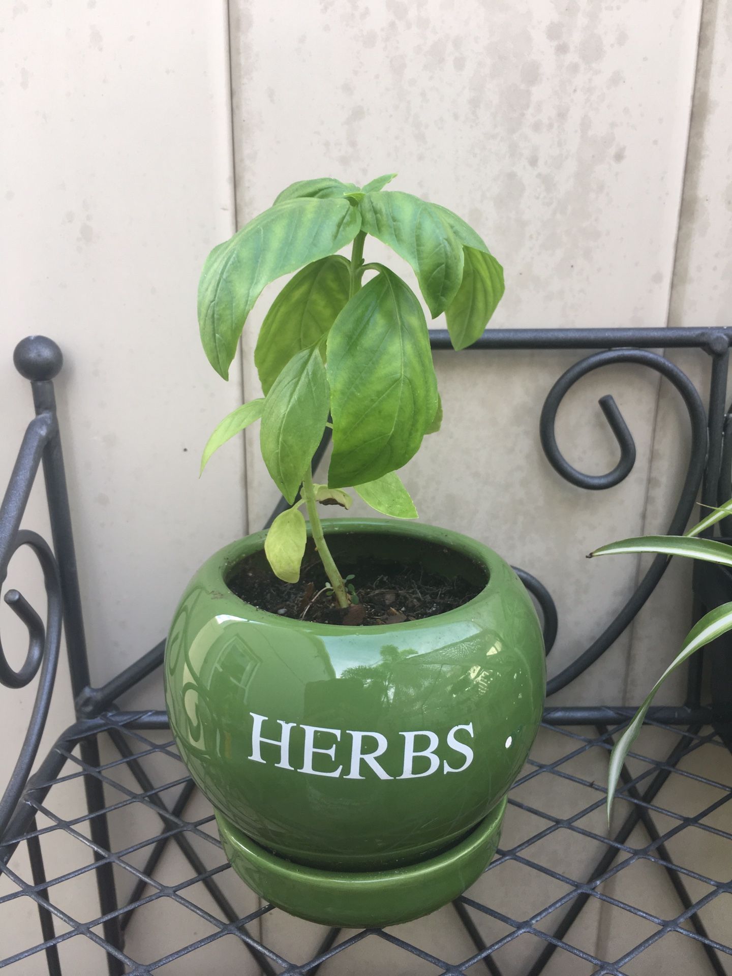 Basil Starter Plant In Ceramic Herb Pot