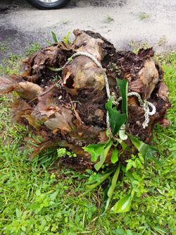 Staghorn/Very large/Heavy