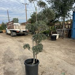 Bonsai