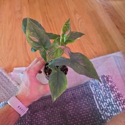 Pink Splash Syngonium 