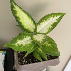Dieffenbachia Seguine Plant 🪴 $16