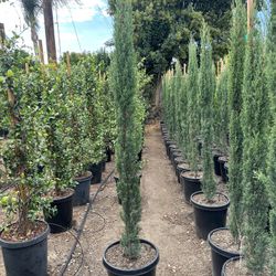 Cypress 