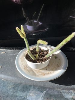 Rattail Cactus