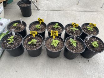 Red & Choc Primo & Beast Superhot Chili Sprouts $10