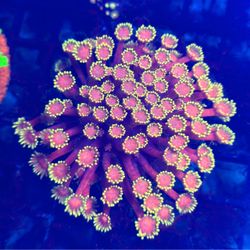 Fake Goni coral toy