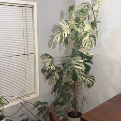 Albo Monstera 