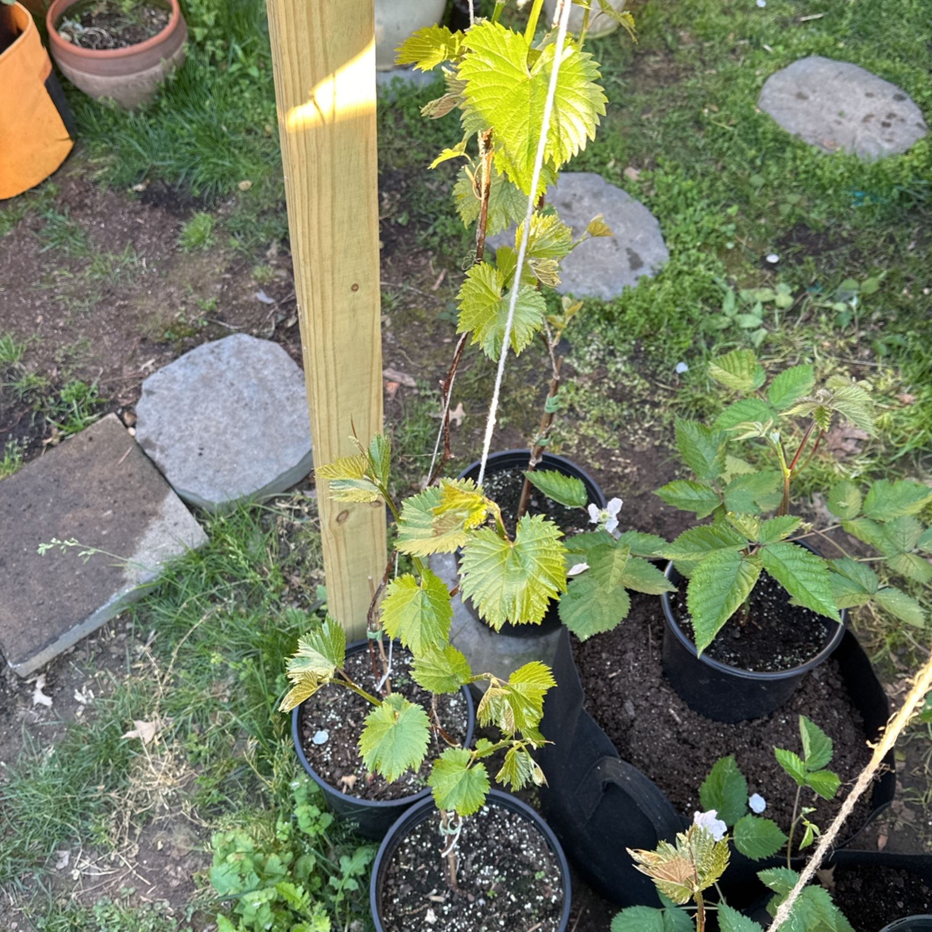 Grape plants