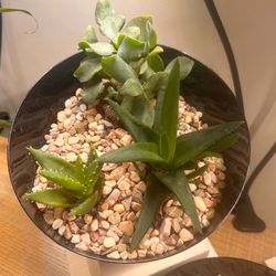 Mini Succulent Garden Live Plant Home Decor