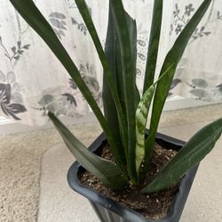 Snake Plant 